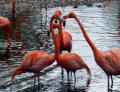 Flamingos im Vogelpark